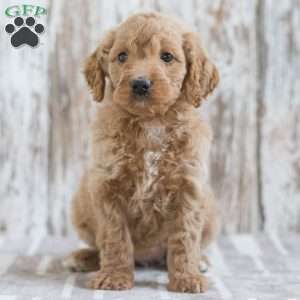 Jasmine, Mini Goldendoodle Puppy